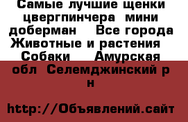 Самые лучшие щенки цвергпинчера (мини доберман) - Все города Животные и растения » Собаки   . Амурская обл.,Селемджинский р-н